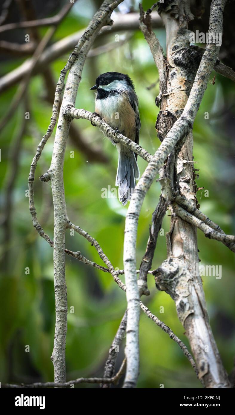 Uccello chickadee con cappuccio nero sul ramo con sfondo verde Foto Stock