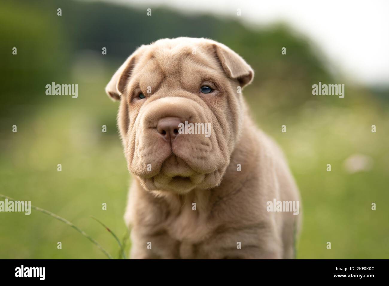 Ritratto di Shar Pei Puppy Foto Stock