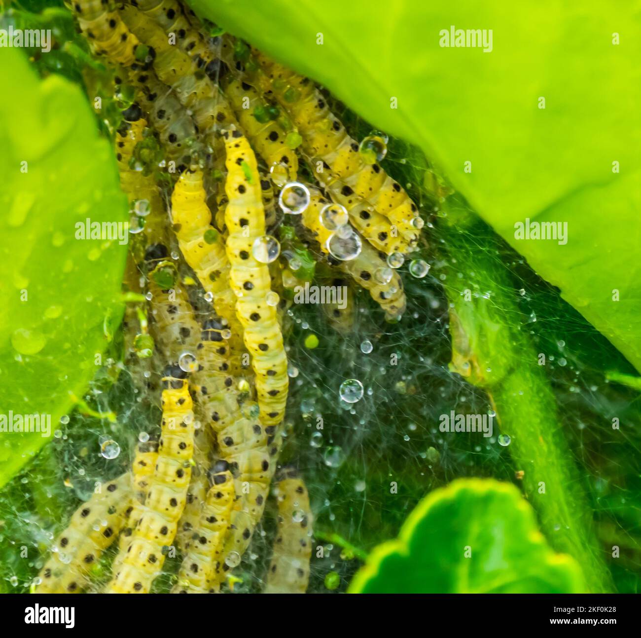 Web con larve di una falena di scatola in macro primo piano, buxus infestato, peste di legno di scatola Foto Stock