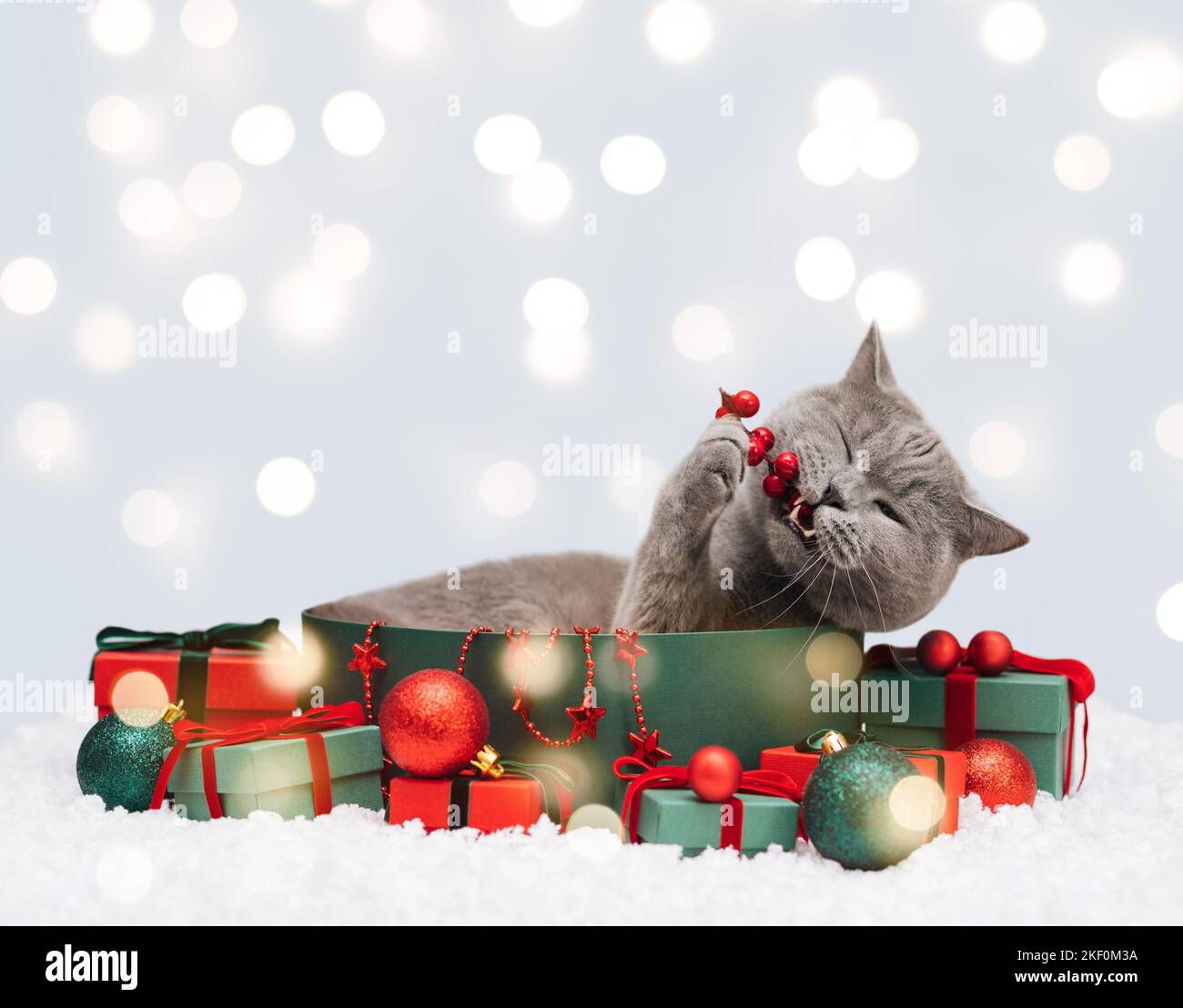 Gatto di Natale in una scatola regalo morde l'arredamento festivo. Gatto britannico con scatole regalo su uno sfondo invernale innevato con luci. Biglietto di auguri per il nuovo anno. Centro benessere Foto Stock