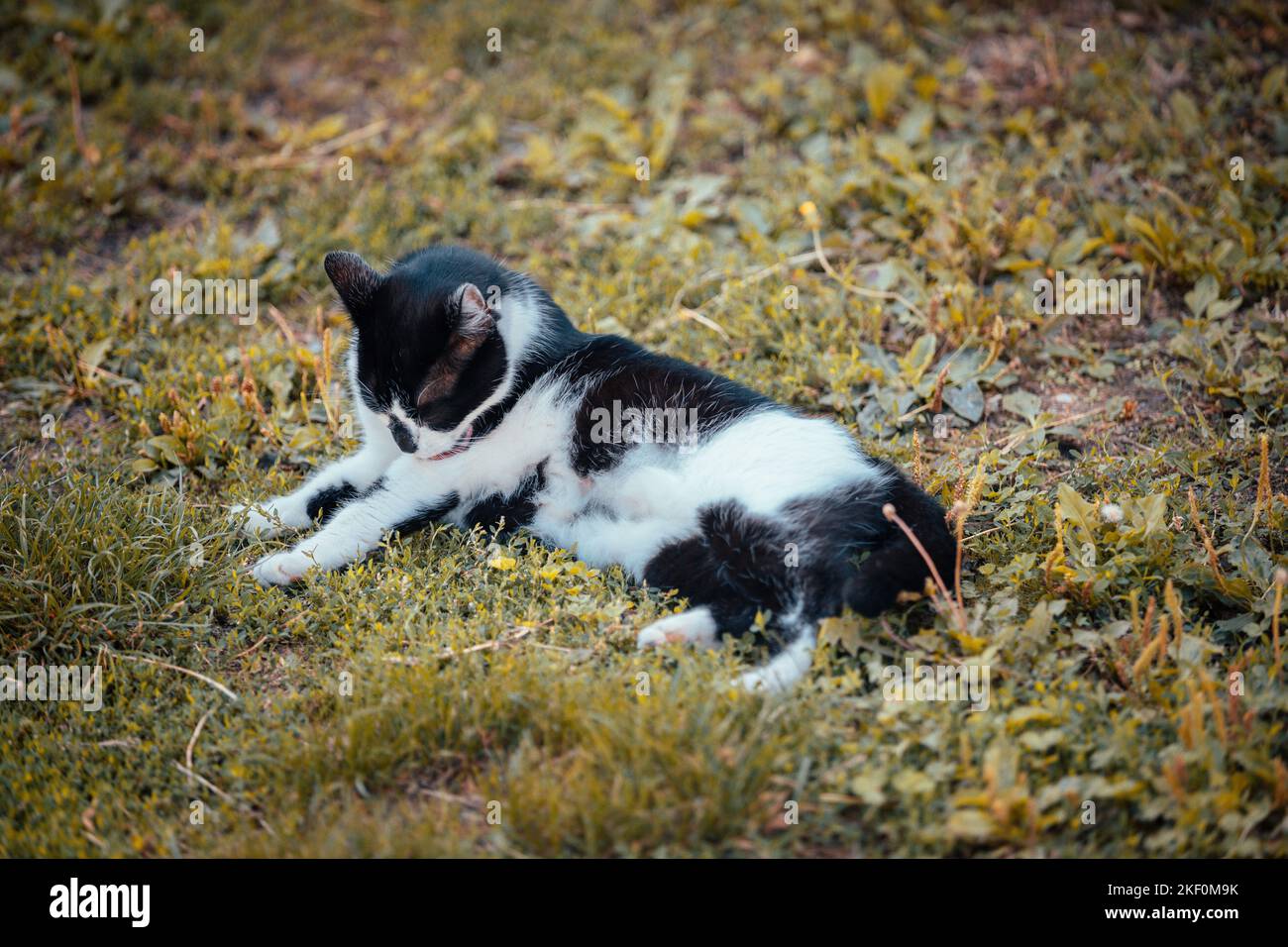 Un carino gatto bianco e nero che giace sull'erba e leccando il suo antinelico Foto Stock