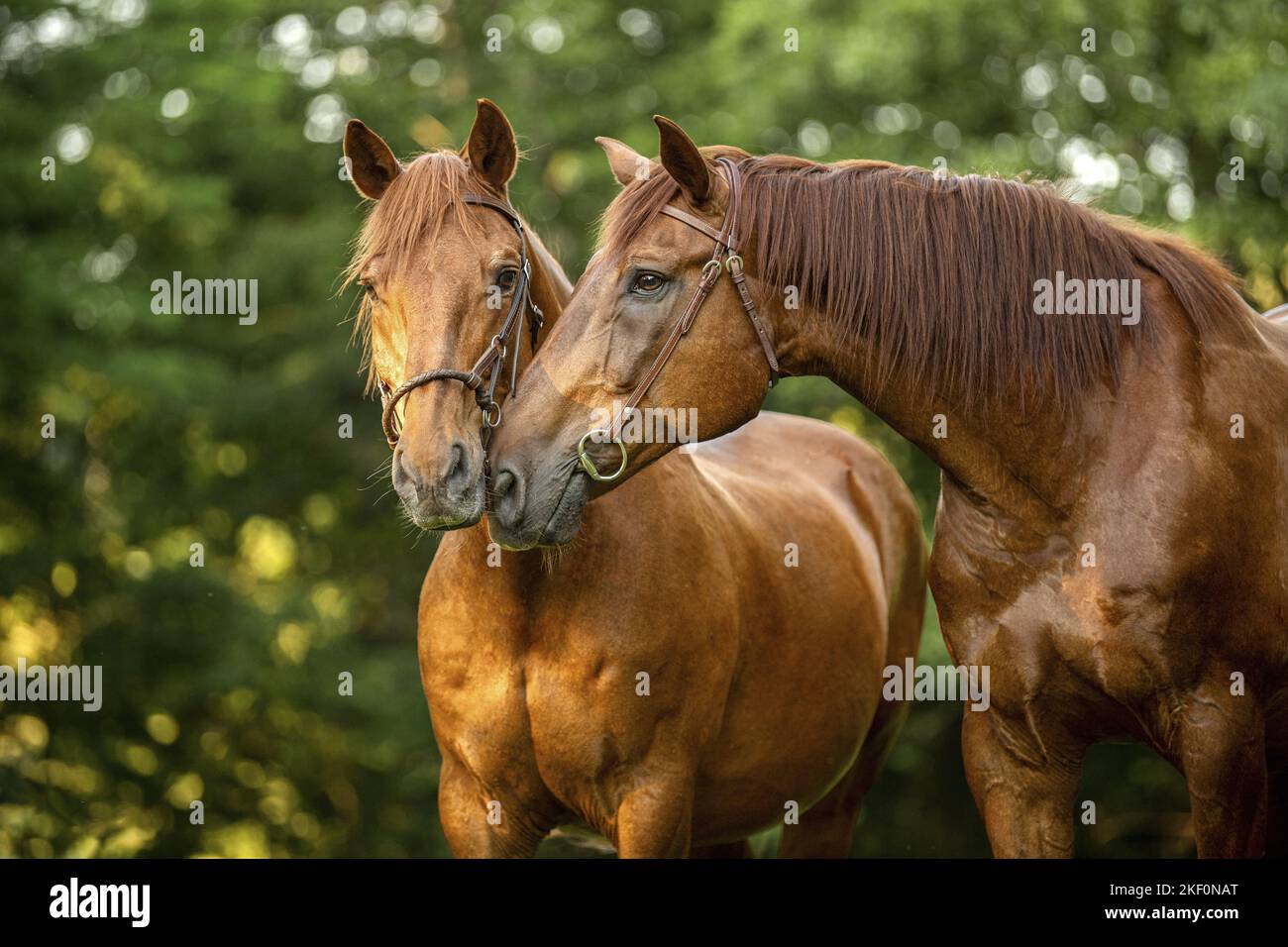 2 Warmbloods austriaci Foto Stock