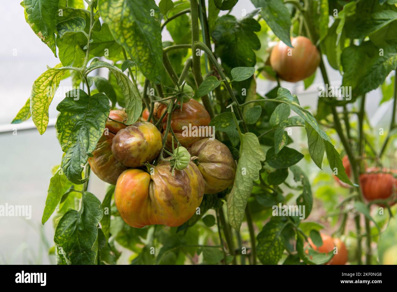 Marciume di pomodori maturi - un mazzo di frutti danneggiati Foto Stock