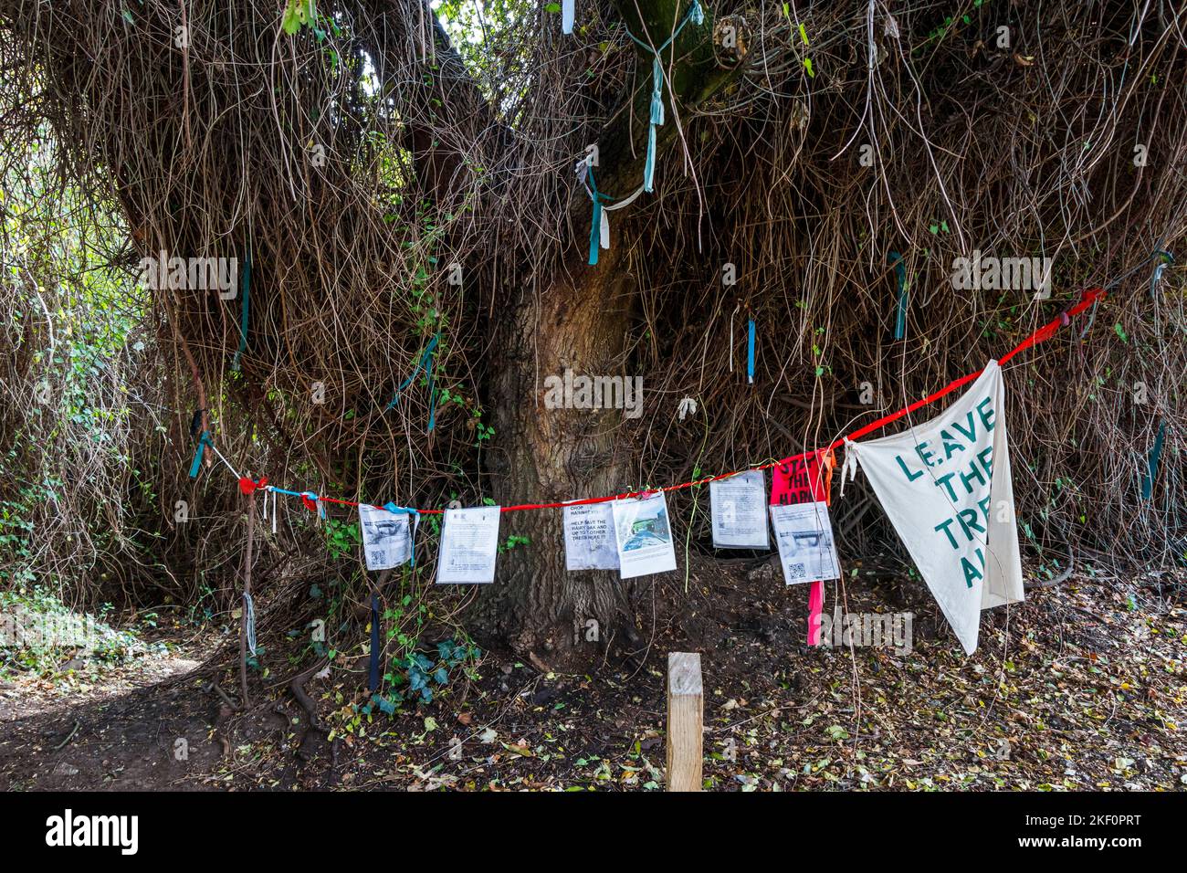 Avvisi intorno ad un vecchio albero di quercia (conosciuto come 'la quercia pelosa) in Parkland Walk, Londra del nord, posto dai attivisti che stanno provando a salvarlo, Londra, Regno Unito Foto Stock