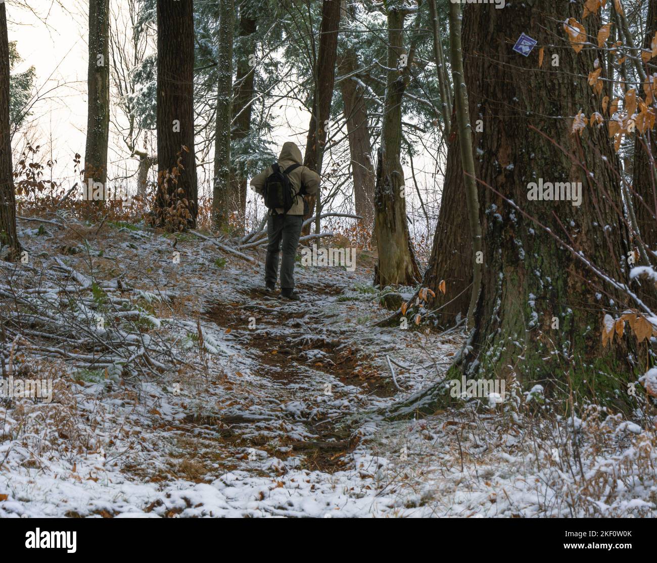 Escursione invernale nel sentiero dei boschi, durante le fresche nevicate Foto Stock