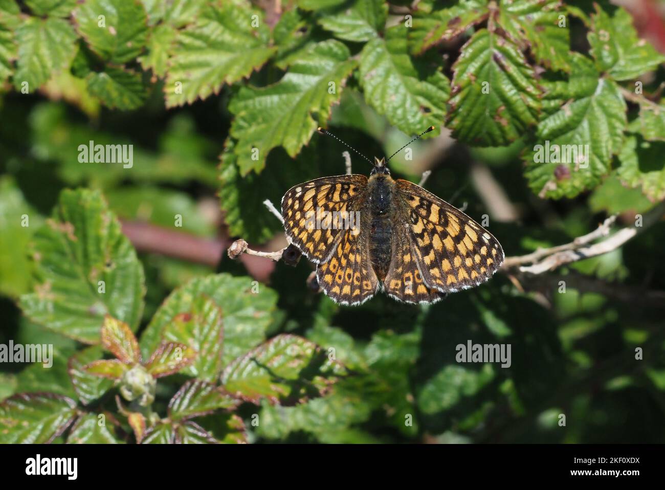 Glanville Fritillary Foto Stock