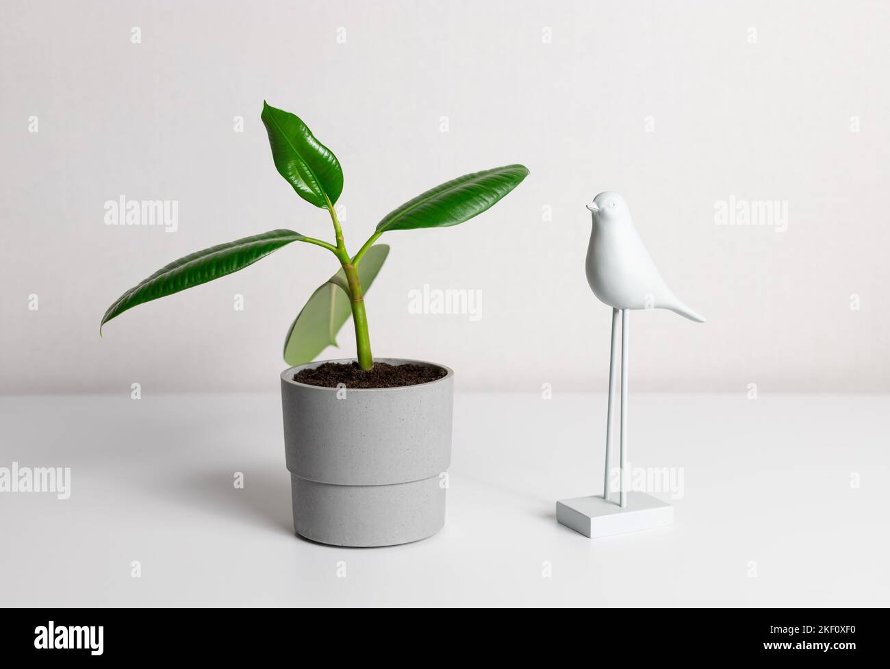 Pianta di casa elastica ficus in vaso su tavolo bianco a casa. Foto Stock