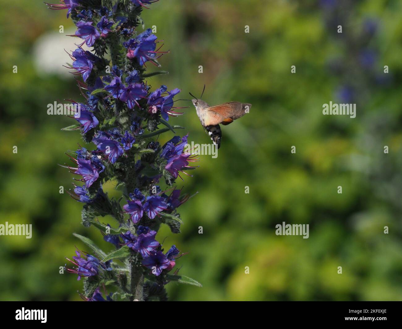 Humming-uccello Hawkmoth Foto Stock