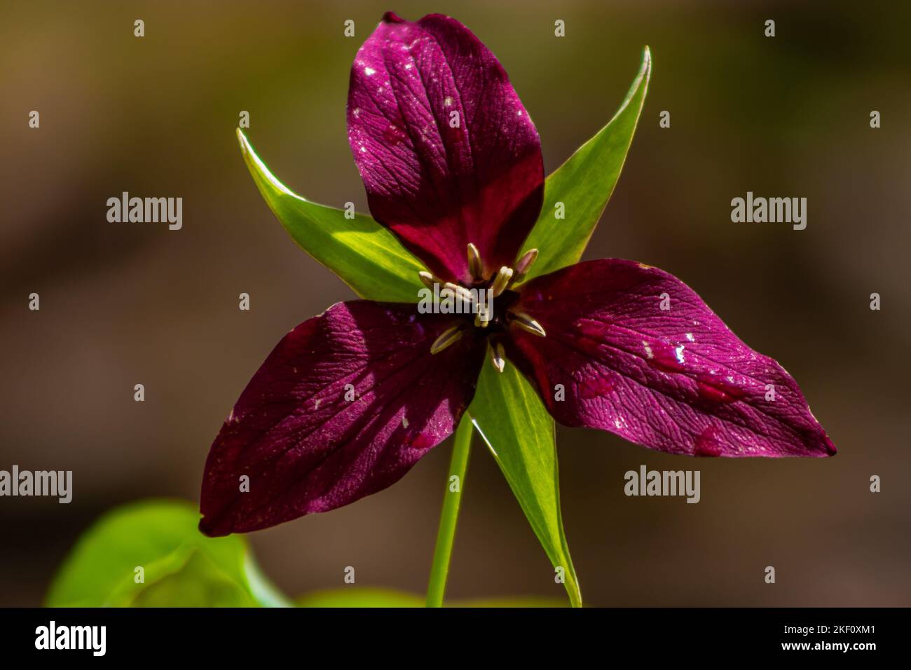 Un primo piano di un fiore viola trillium Foto Stock