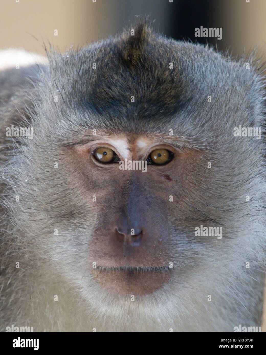 Il macaco che mangia granchio (Macaca fascicularis), noto anche come macaco a coda lunga e chiamato scimmia cynomolgus nei laboratori, è un ce Foto Stock