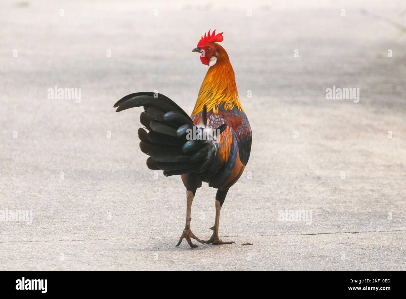 Gallo gallus rosso, Singapore Foto Stock