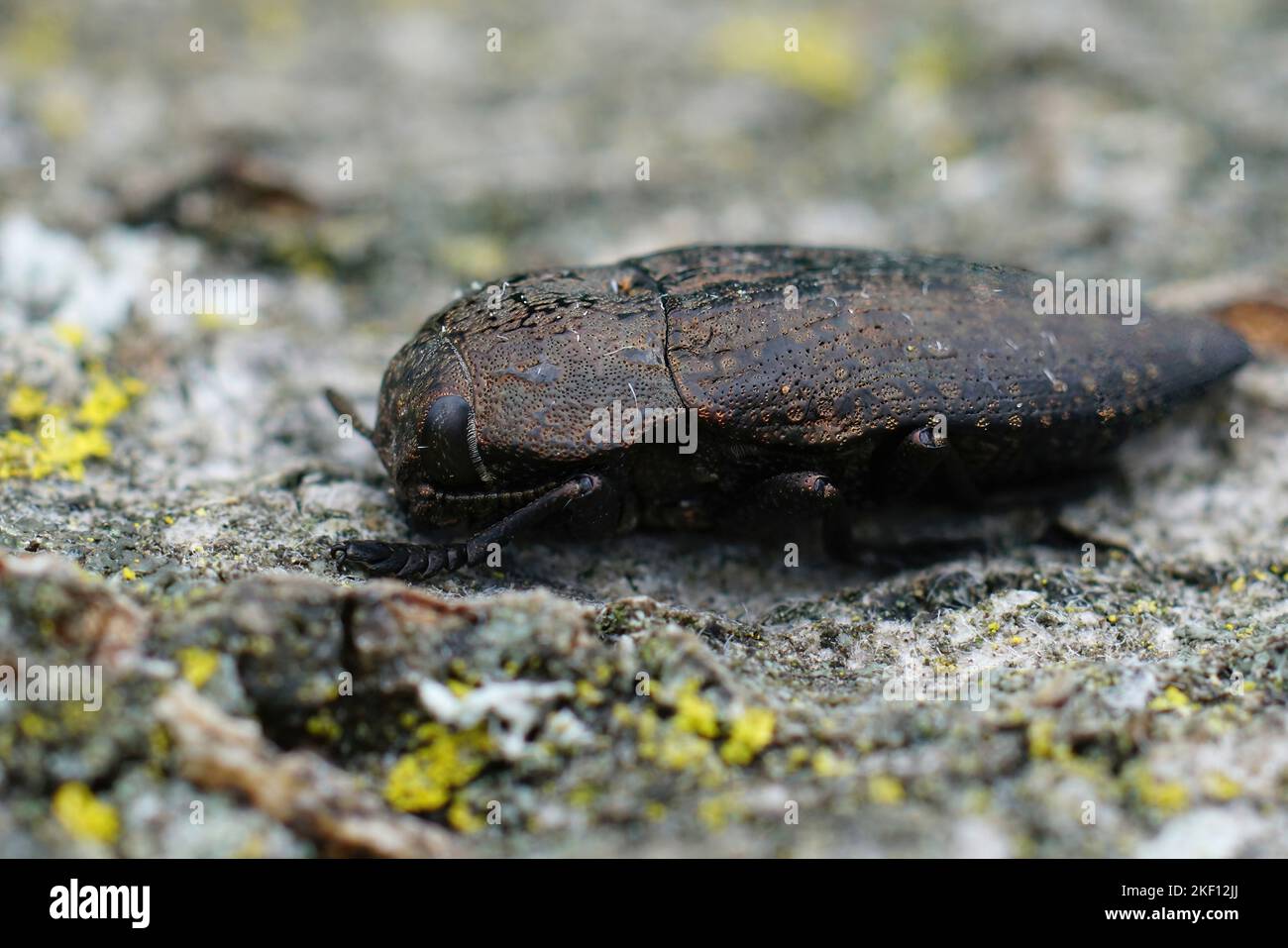 Particolare primo piano su uno dei più grandi scarafaggi bruni del Gard, Capnodis tenebricosa Foto Stock