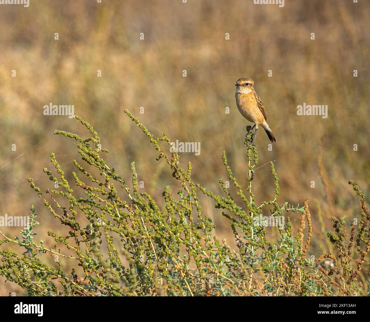Un Wheatear deserto seduto su una pianta Foto Stock