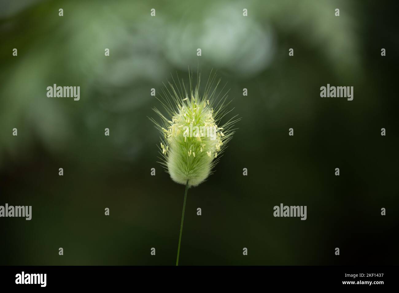 Un'unica erba vellutata verde pallido con un'infiorescenza morbida al centro dell'immagine con effetto bokeh e copyspace sul lato destro e sul lato inferiore. Foto Stock