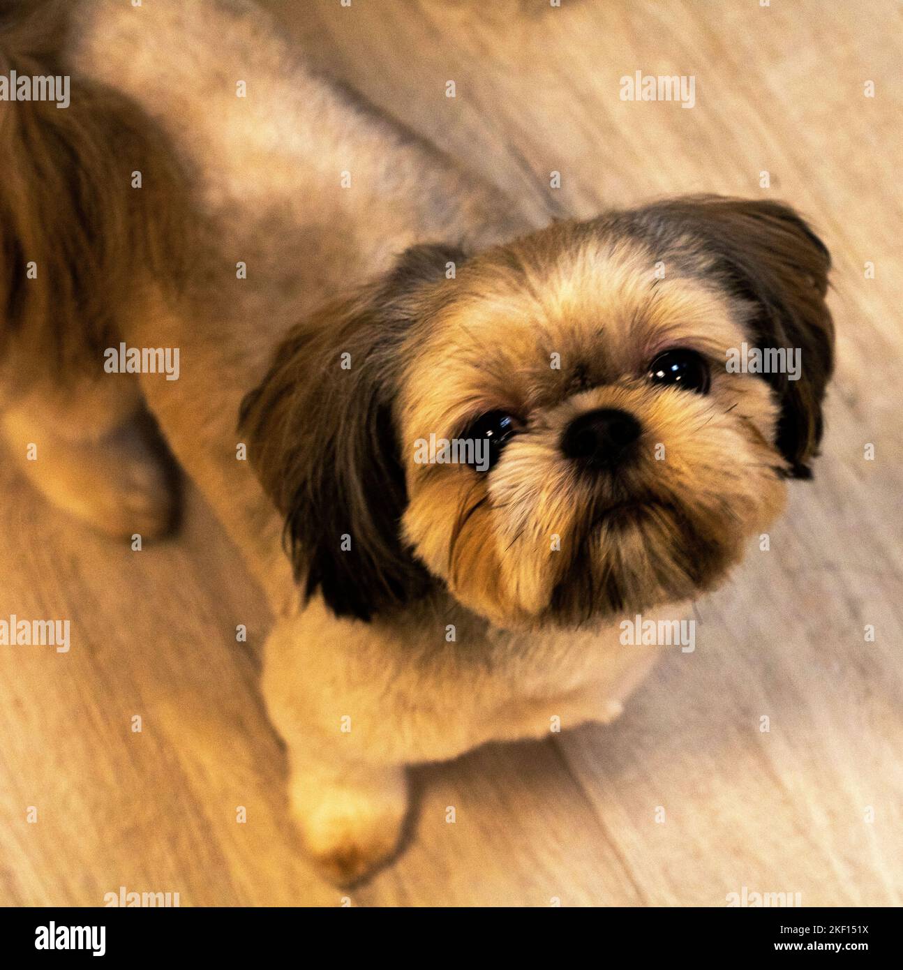 Foto Shih tzu razza cane vista dall'alto Foto Stock