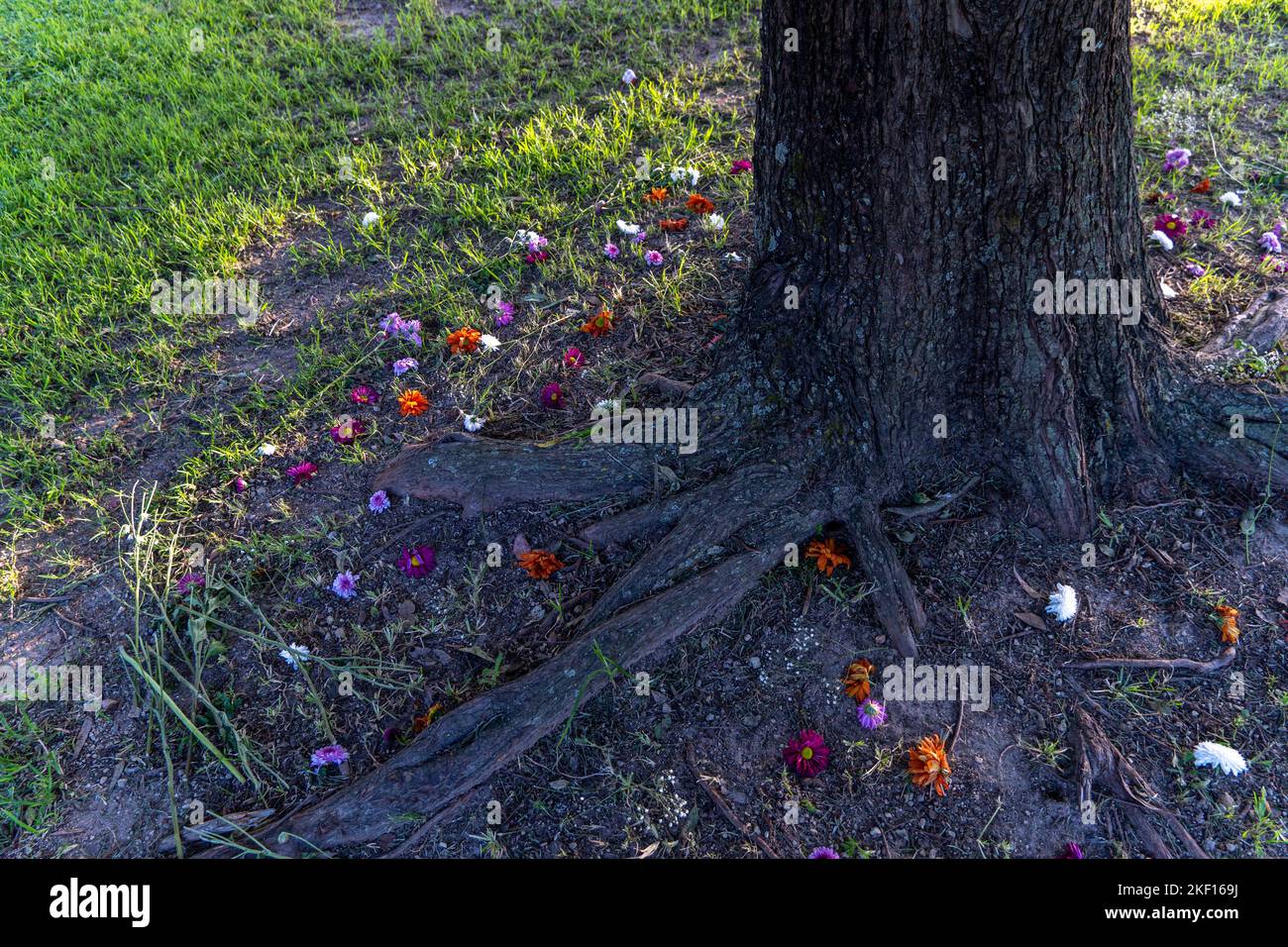 cura ambientale da parte di uomini e donne, le mani segnate su un tronco di entrambi i sessi Foto Stock