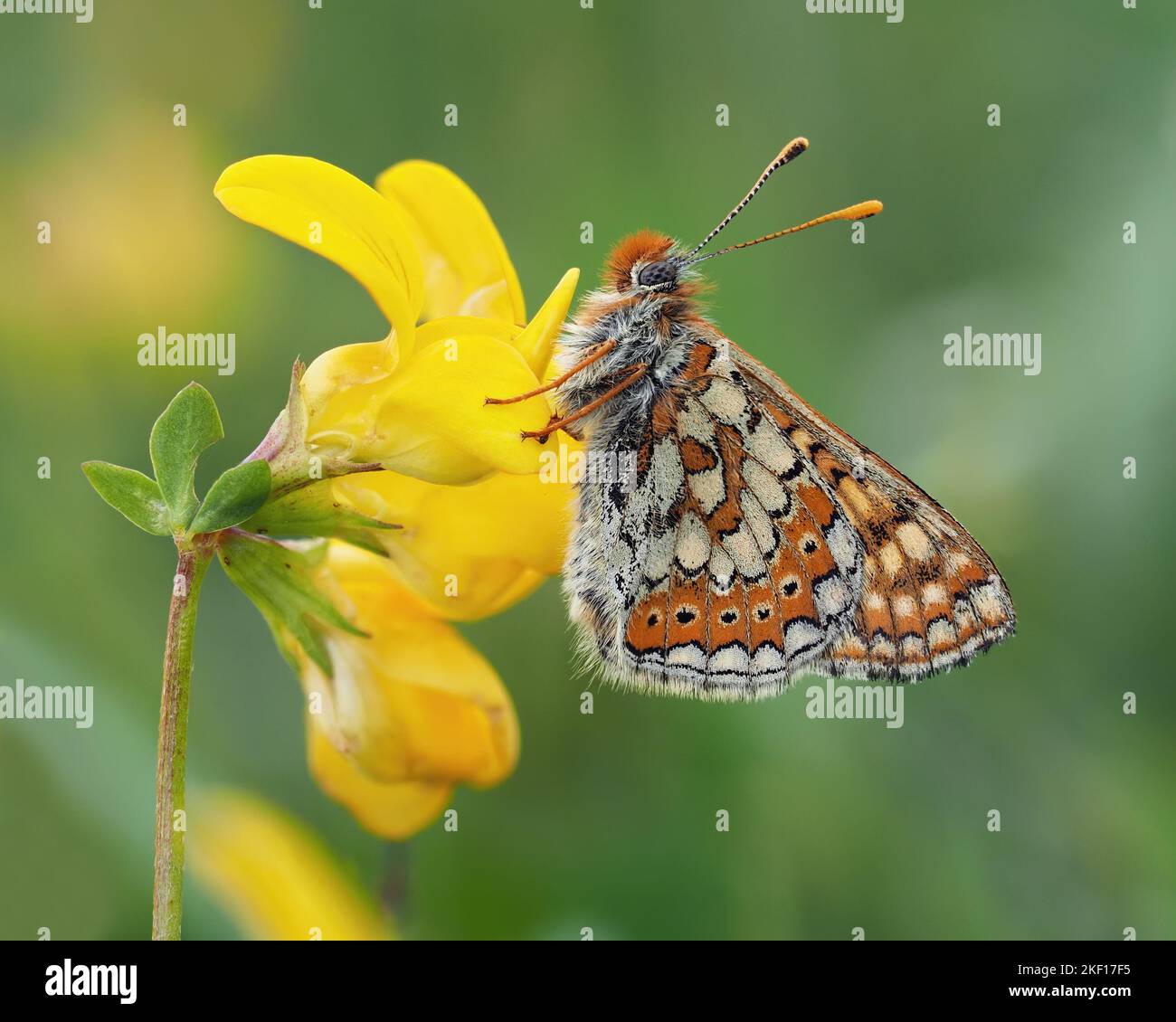 Farfalla fritta di palude (Euphydryas aurinia) arroccato su uccelli piede trifoglio di fiori selvatici. Tipperary, Irlanda Foto Stock