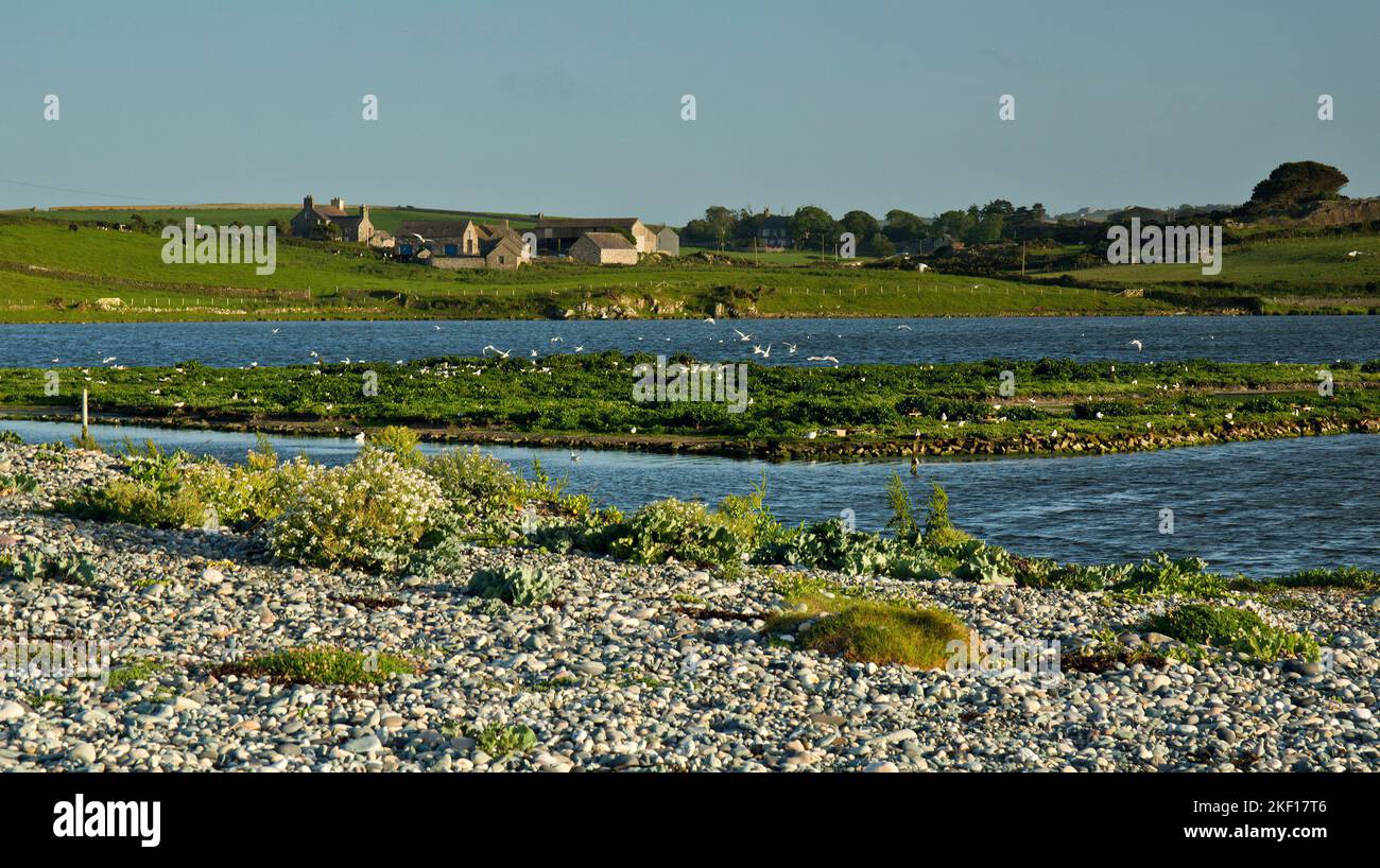 Lagoon at Cemlyn Bay North Wales Wildlife Trust Reserve, Sito di interesse scientifico speciale sulla costa settentrionale Isola di Anglesey, North Wales UK, Summe Foto Stock