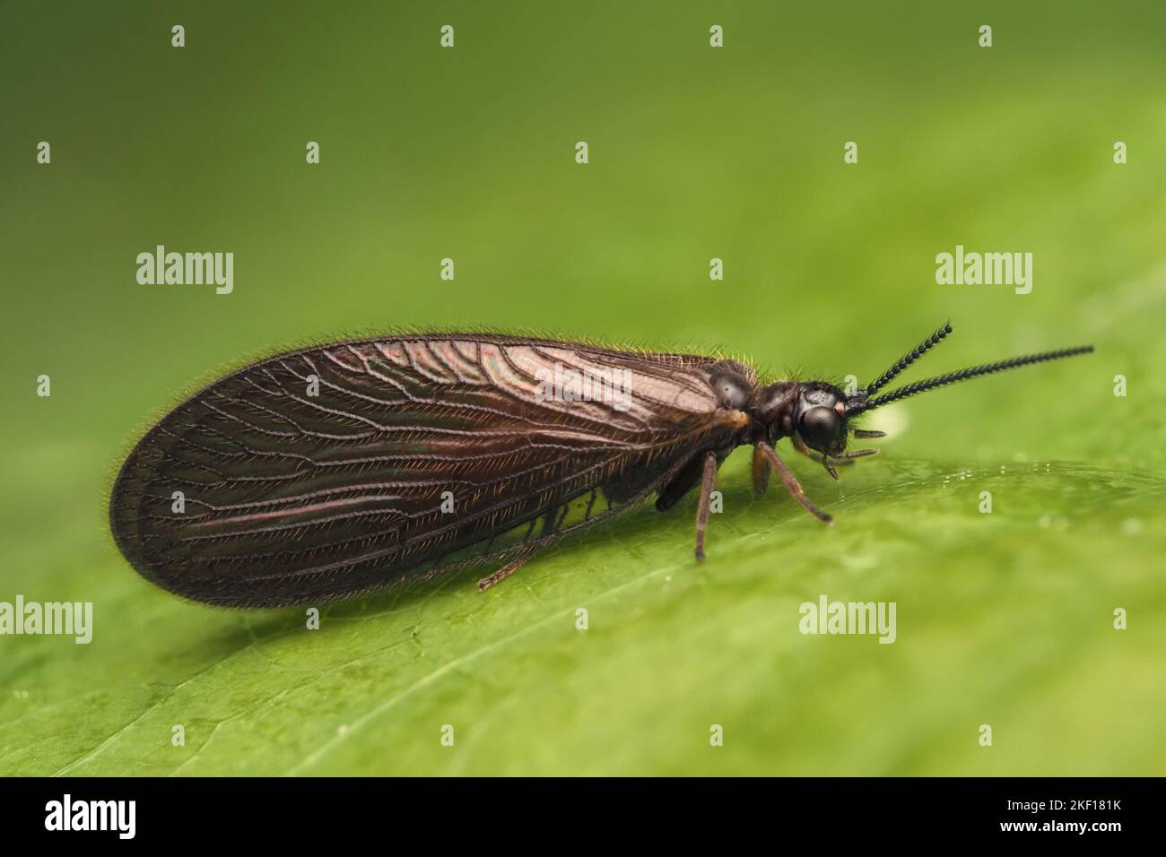 Sisyra nigra Spongefly a riposo su foglia di pianta. Tipperary, Irlanda Foto Stock