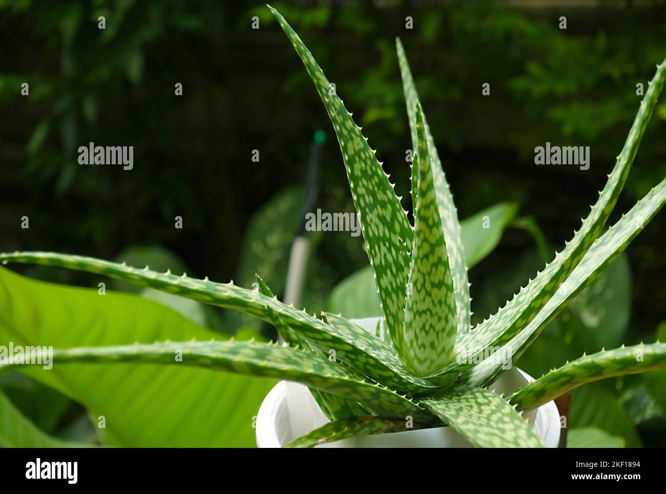 Vaso spotted forma aloe vera Var. Chinensis pianta nel giardino Foto Stock
