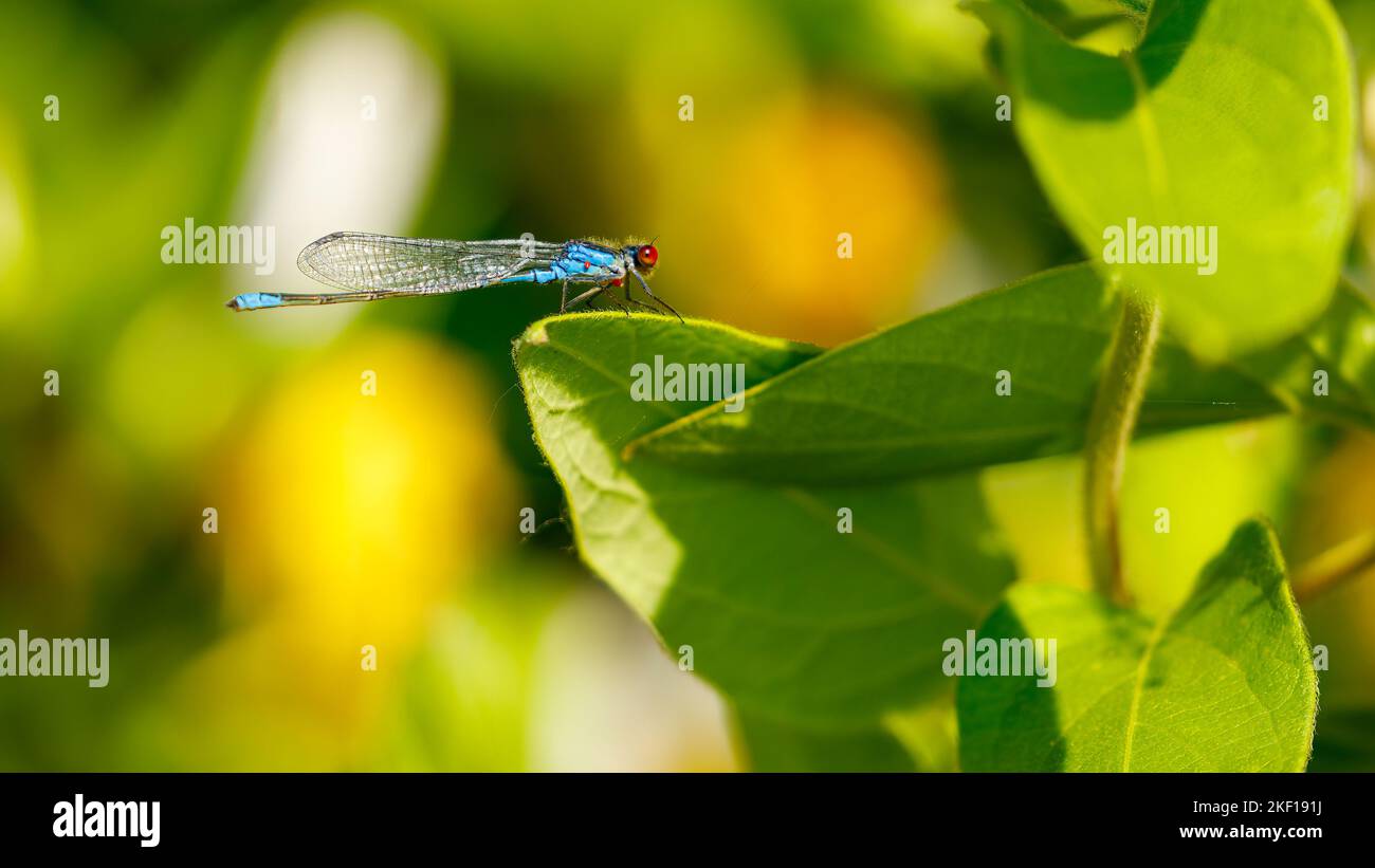 Una piccola damselfly dagli occhi rossi nel Delta del Danubio Foto Stock
