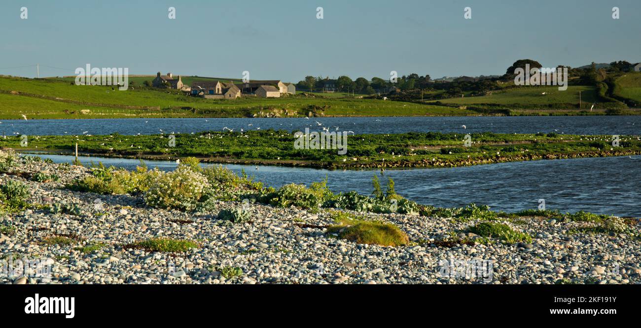 Lagoon at Cemlyn Bay North Wales Wildlife Trust Reserve, Sito di interesse scientifico speciale sulla costa settentrionale Isola di Anglesey, North Wales UK, Summe Foto Stock