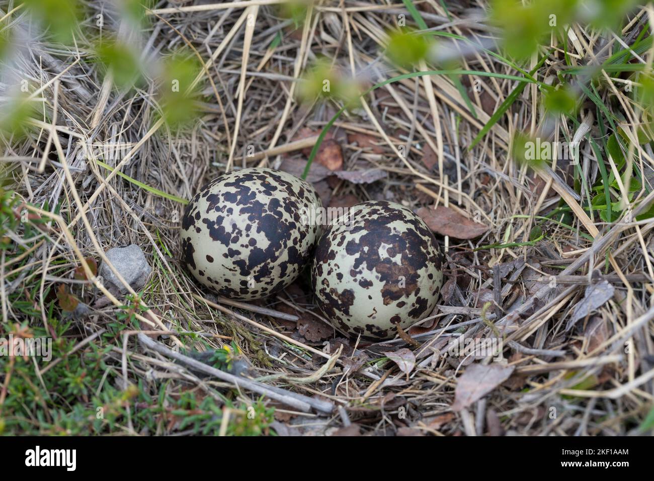 Goldregenpfeifer, Nest, Gelege, Eier, EI, Oro-Regenpfeifer, Regenpfeifer, Pluvialis albicaria, Eurasian Golden Plover, Golden Plover, nido, uovo, uova Foto Stock