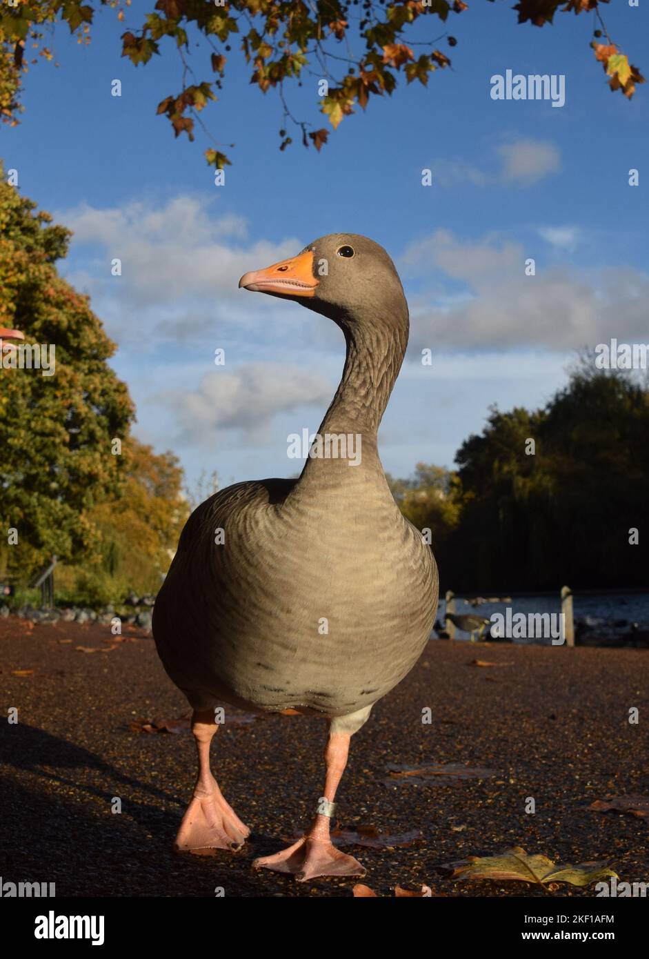 Londra, Inghilterra, Regno Unito. 15th Nov 2022. Un'oca di graylag residente cammina intorno a St James's Park mentre un'altra epidemia di influenza aviaria colpisce il Regno Unito. L'attuale ceppo mortale di influenza aviaria è stato rintracciato negli allevamenti avicoli, con le azioni umane e le condizioni in cui gli uccelli domestici sono tenuti, portando alla diffusione del virus, che salta alle popolazioni di uccelli selvatici. (Credit Image: © Vuk Valcic/ZUMA Press Wire) Foto Stock