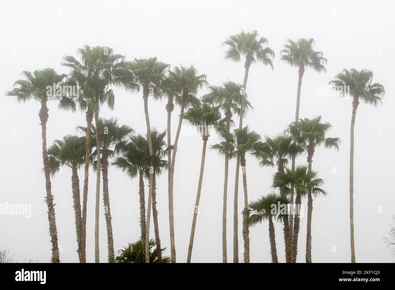 Palme nella nebbia, Llano Grande RV Resort, Mercedes, Texas, Stati Uniti Foto Stock
