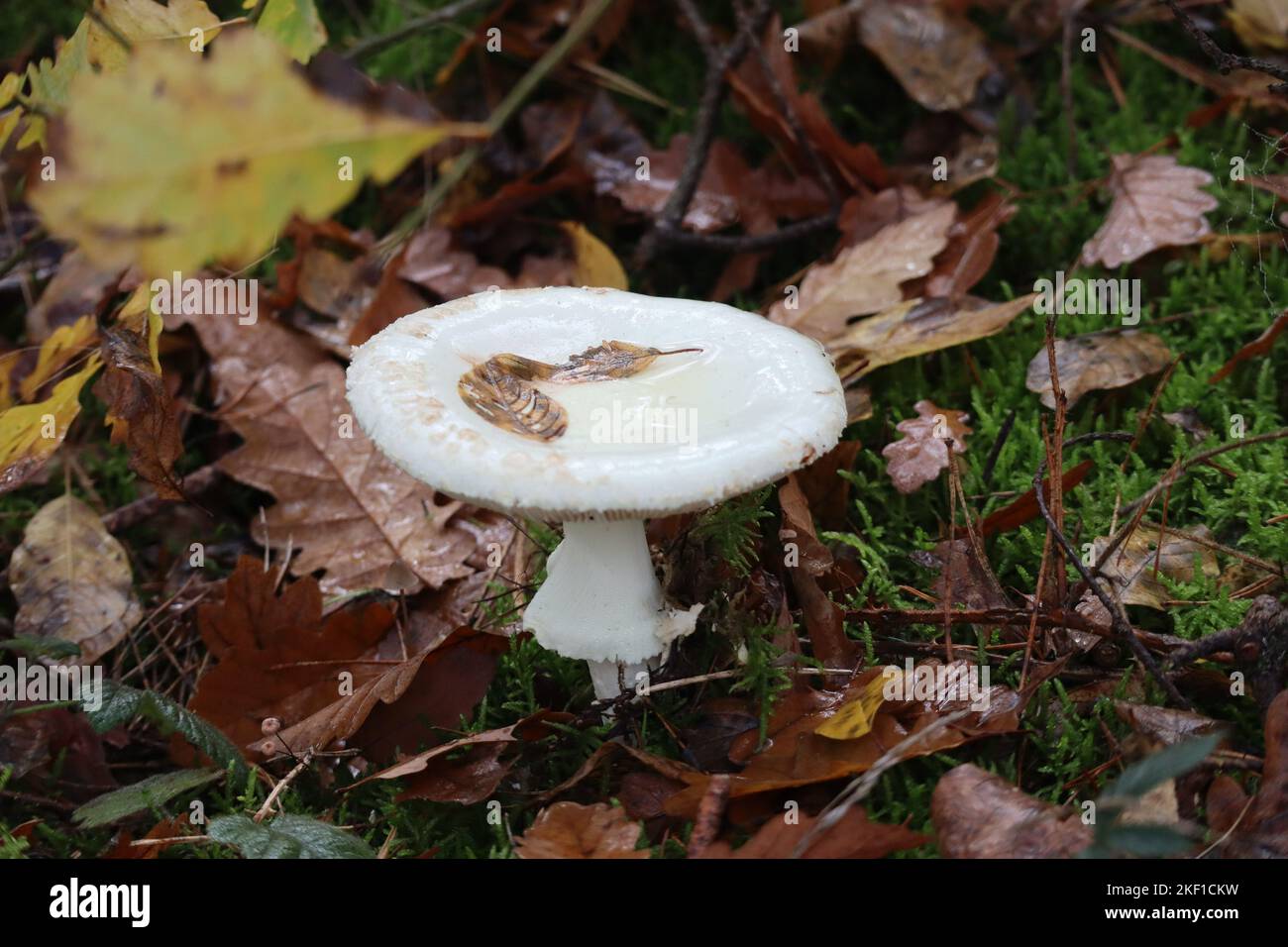 Cappellino di morte falso con Foliage sul cappello bagnato Foto Stock