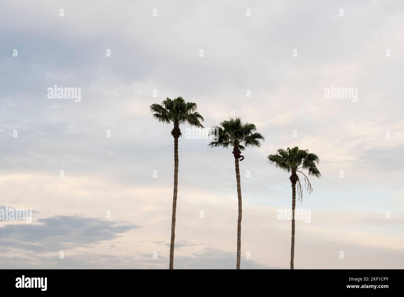 Palme al tramonto, Llano Grande RV Resort, Mercedes, Texas, Stati Uniti Foto Stock