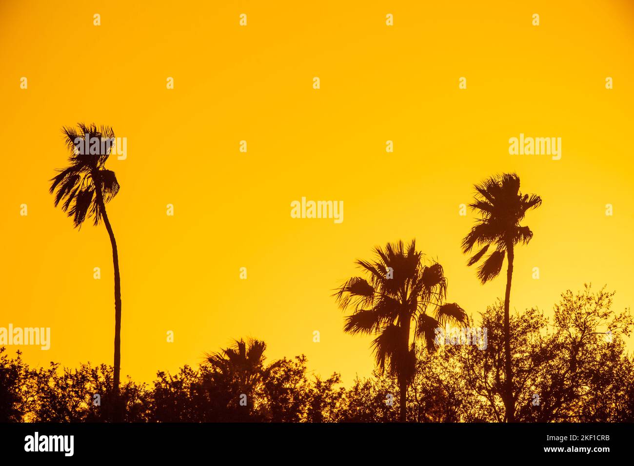Palme al tramonto, Estero Llano Grande state Park, Texas, Stati Uniti Foto Stock