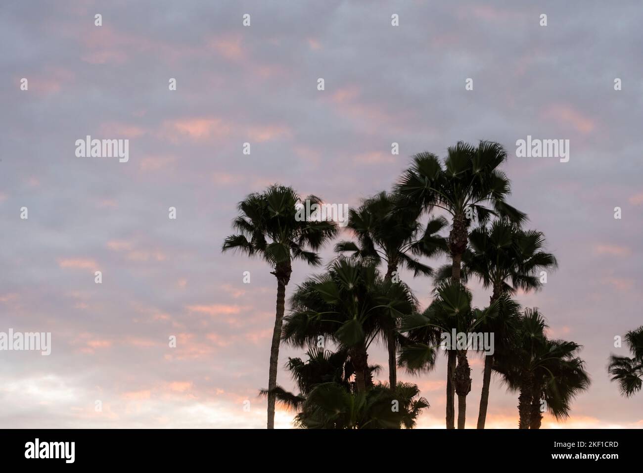 Palme al tramonto, Llano Grande RV Resort, Mercedes, Texas, Stati Uniti Foto Stock