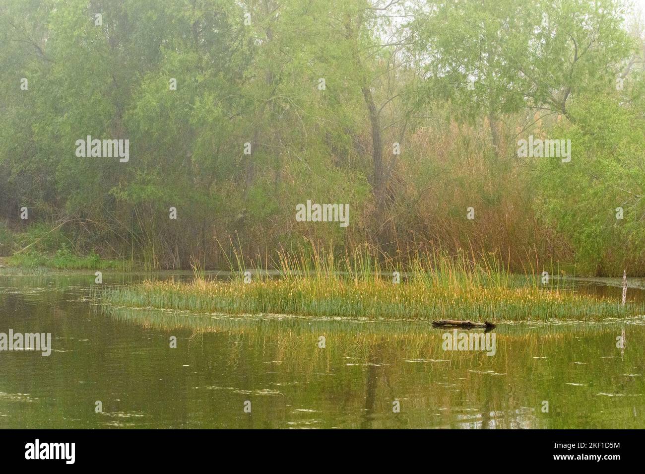 Le zone umide del litorale Reflections, l'estero Llano Grande state Park, Weslaco, Texas, Stati Uniti Foto Stock