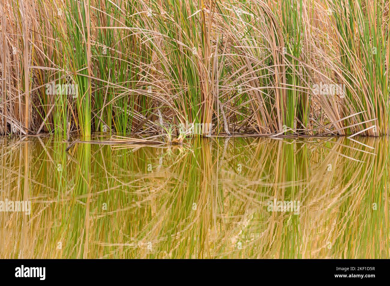 Le zone umide del litorale Reflections, l'estero Llano Grande state Park, Weslaco, Texas, Stati Uniti Foto Stock