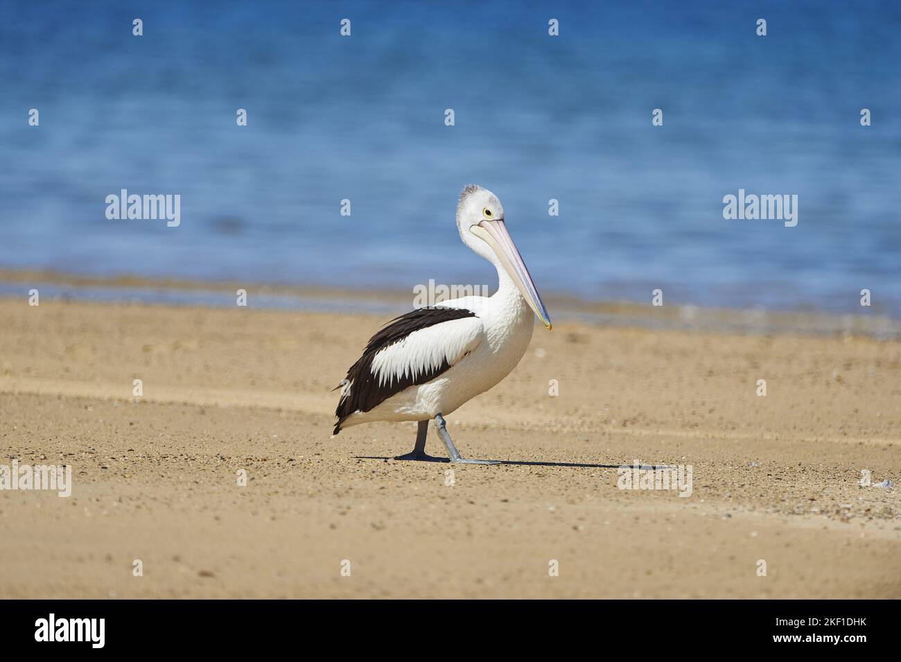 Walking Australian Pelican Foto Stock