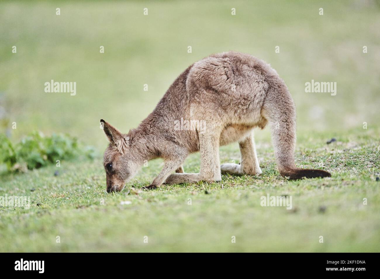 In piedi Eastern Grey Kangaroo Foto Stock