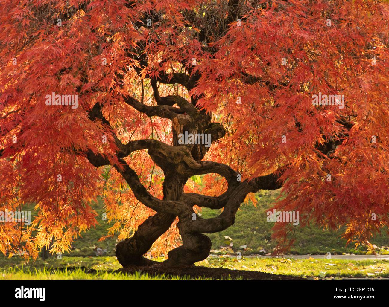 Acero giapponese, (Acer palmatum) colore autunno e tronco intrecciato Foto Stock