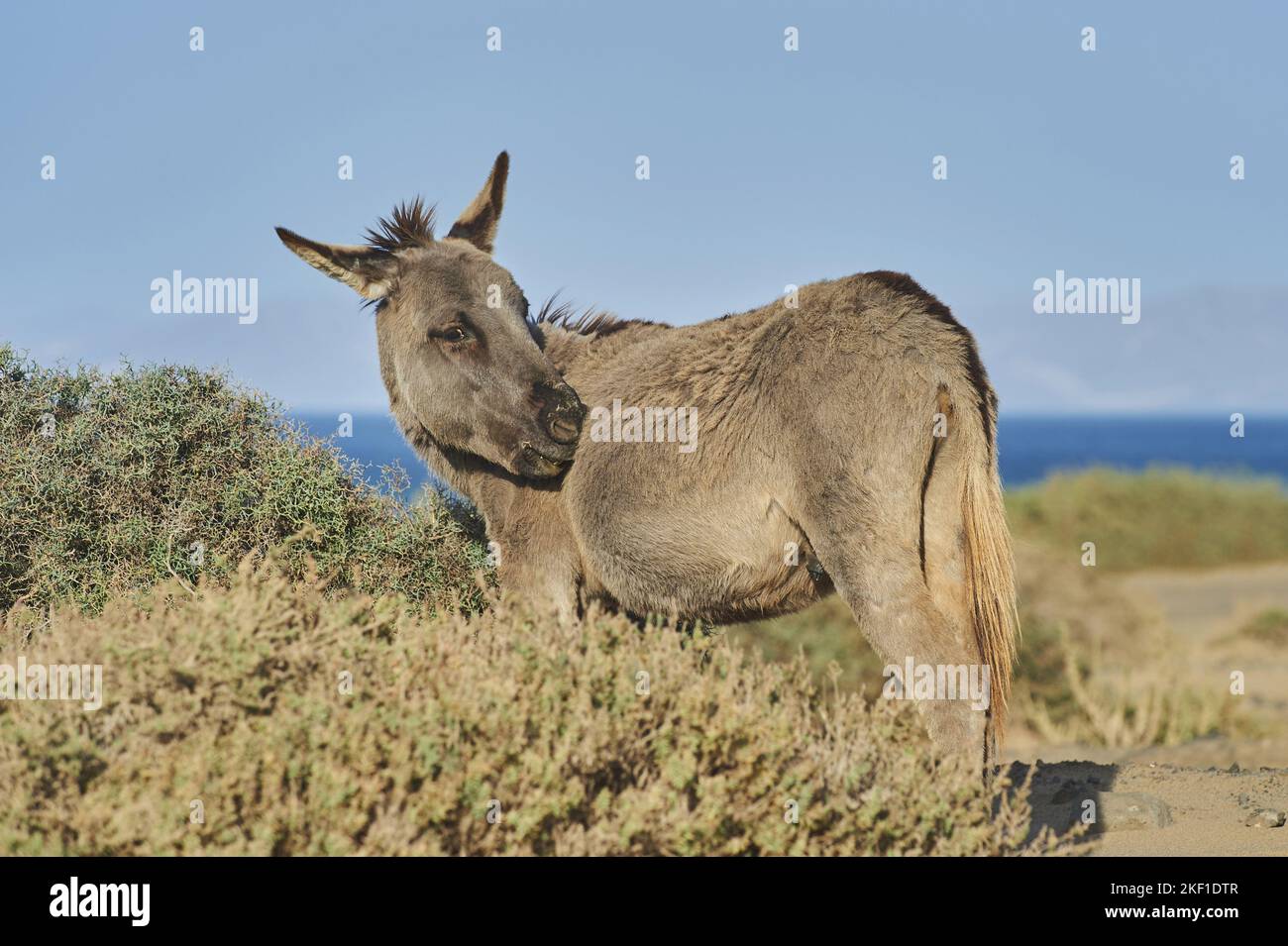 Africa Asino selvatico Foto Stock