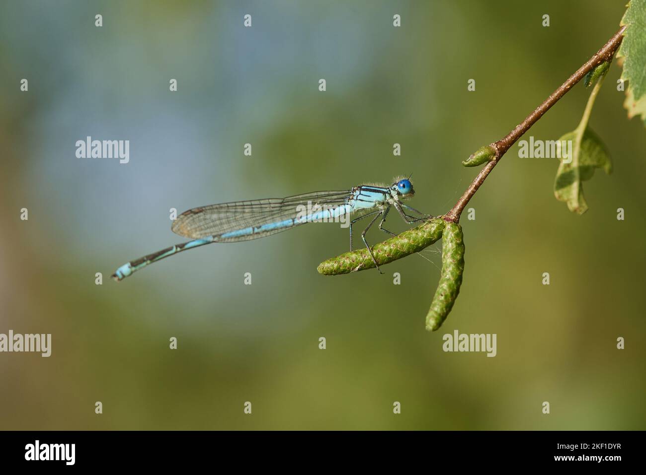 damselfly azzurro Foto Stock