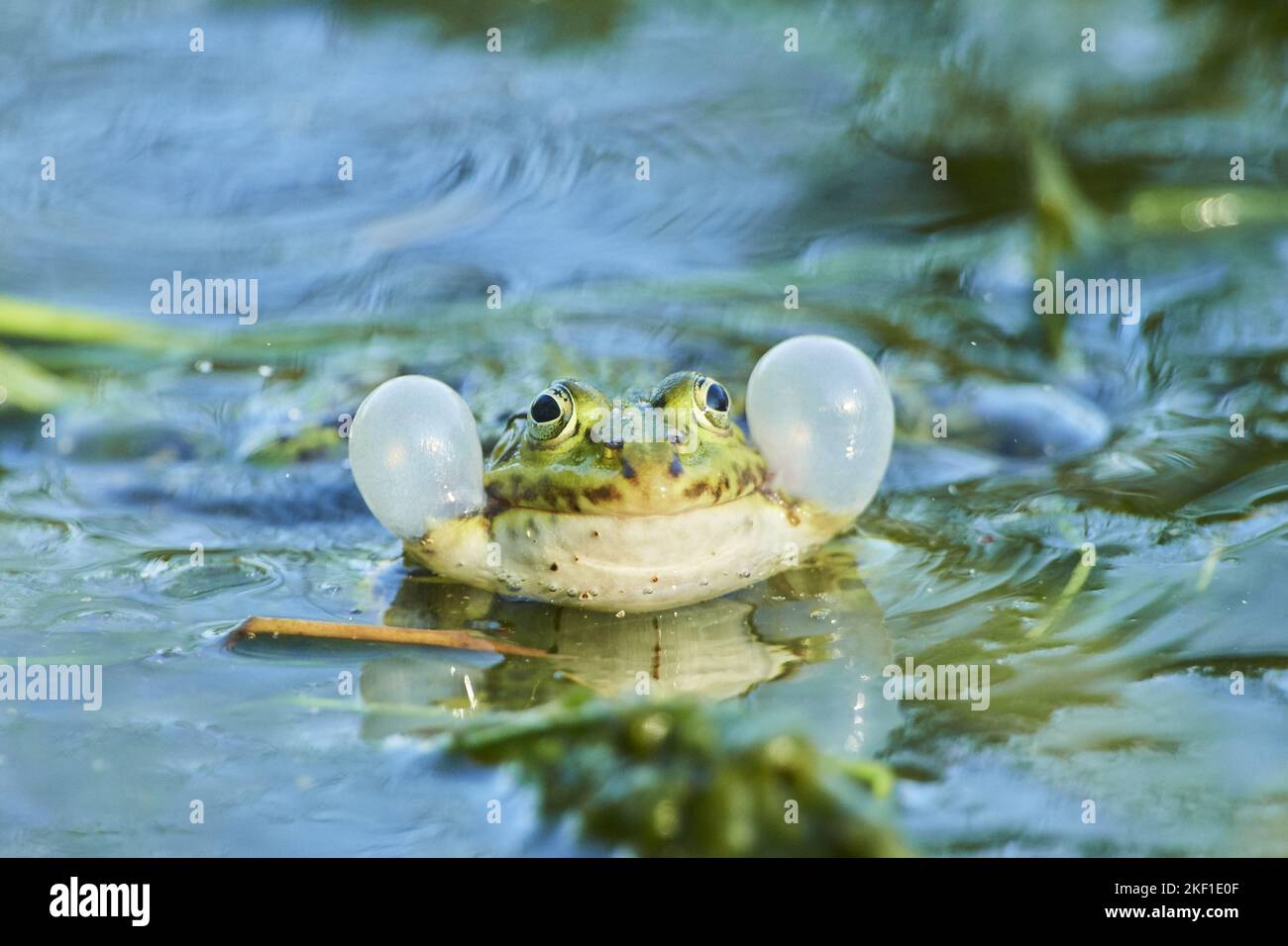 rana di erba comune Foto Stock