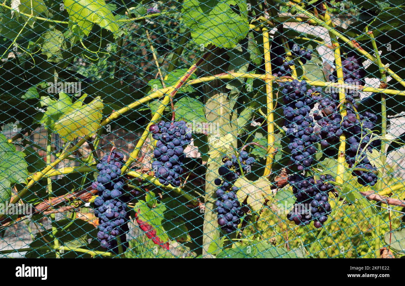 Protezione delle colture le uve maturano su una vite protetta da una rete per impedire agli uccelli di mangiarli. Foto Stock