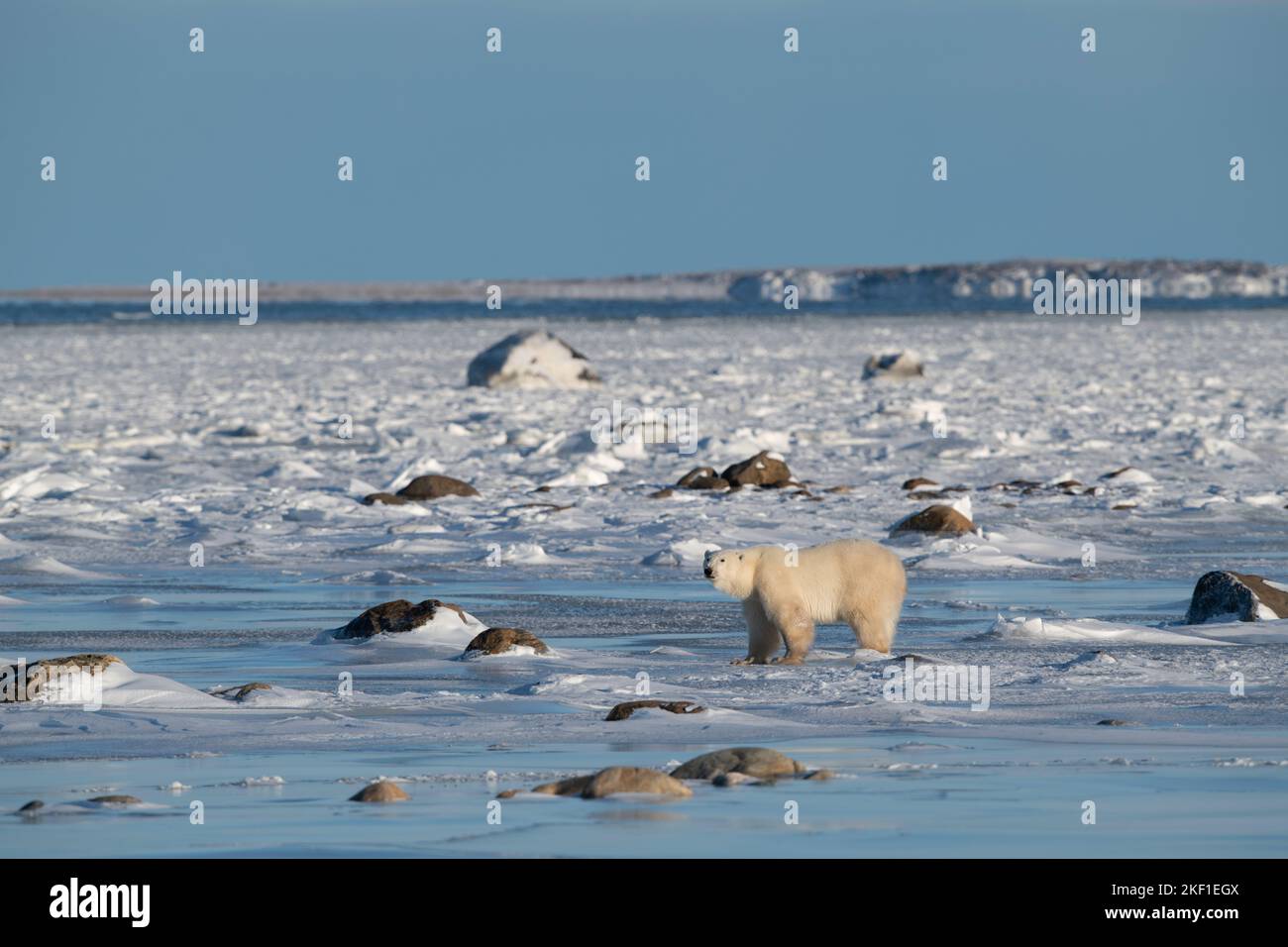 Orso polare sulla baia di Hudson, Churchill Foto Stock