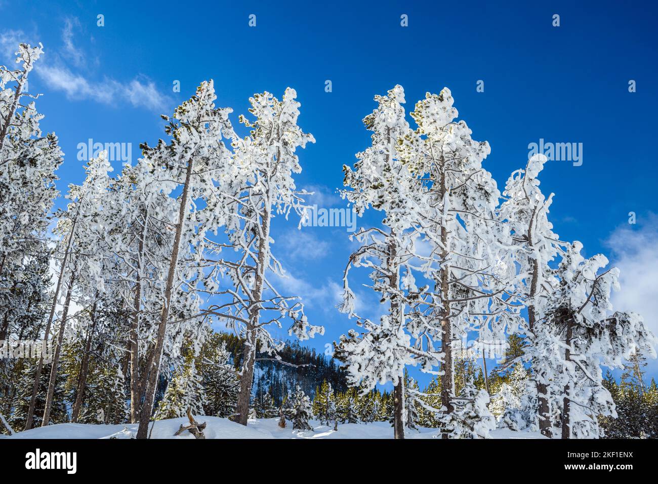 Alberi ghiacciati a Beryl Spring, Yellowstone National Park, Wyoming, USA Foto Stock