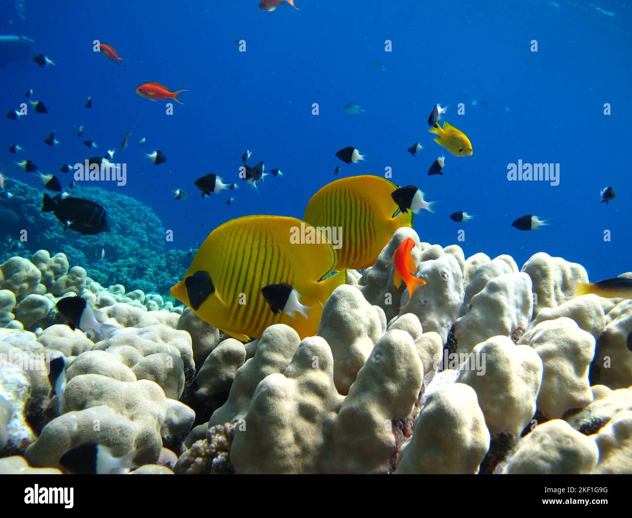 Pesce farfalla mascherato. Pesce - un tipo di pesce osso Osteichthyes. Pesce farfalla Chaetodontidae. Pesce farfalla mascherato. Foto Stock