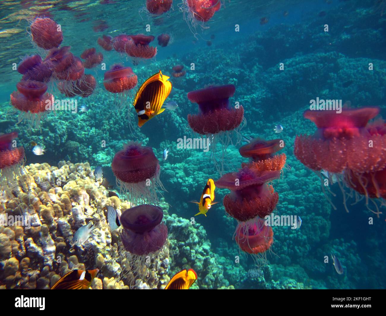 Cavolfiore di medusa (Cefea cefea), o ellisse di cavolfiore sulle scogliere del Mar Rosso. Foto Stock