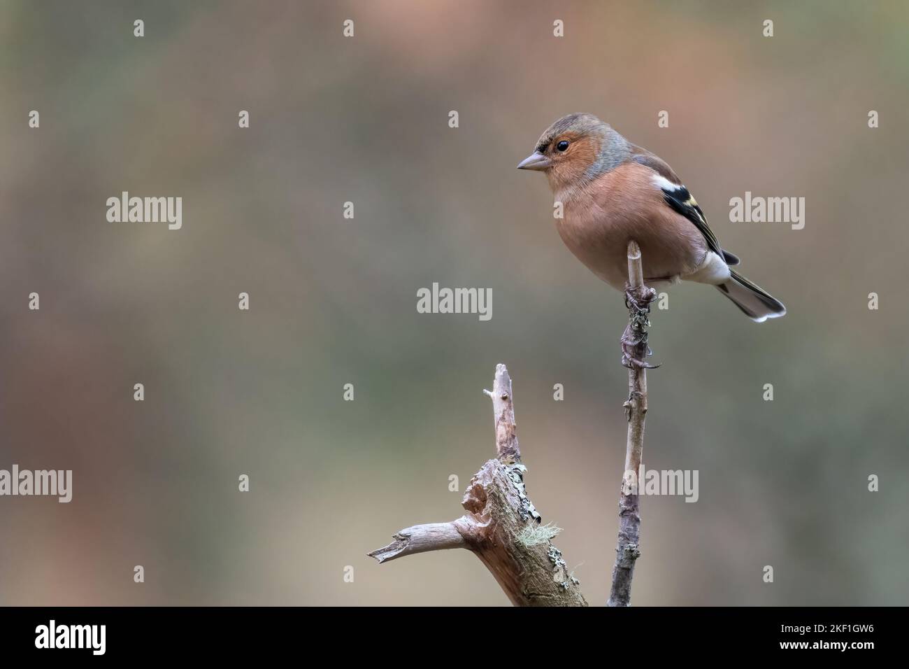 Chaffinch comune (coelebs Fringilla) nella foresta, Cairngorms, Scozia Foto Stock
