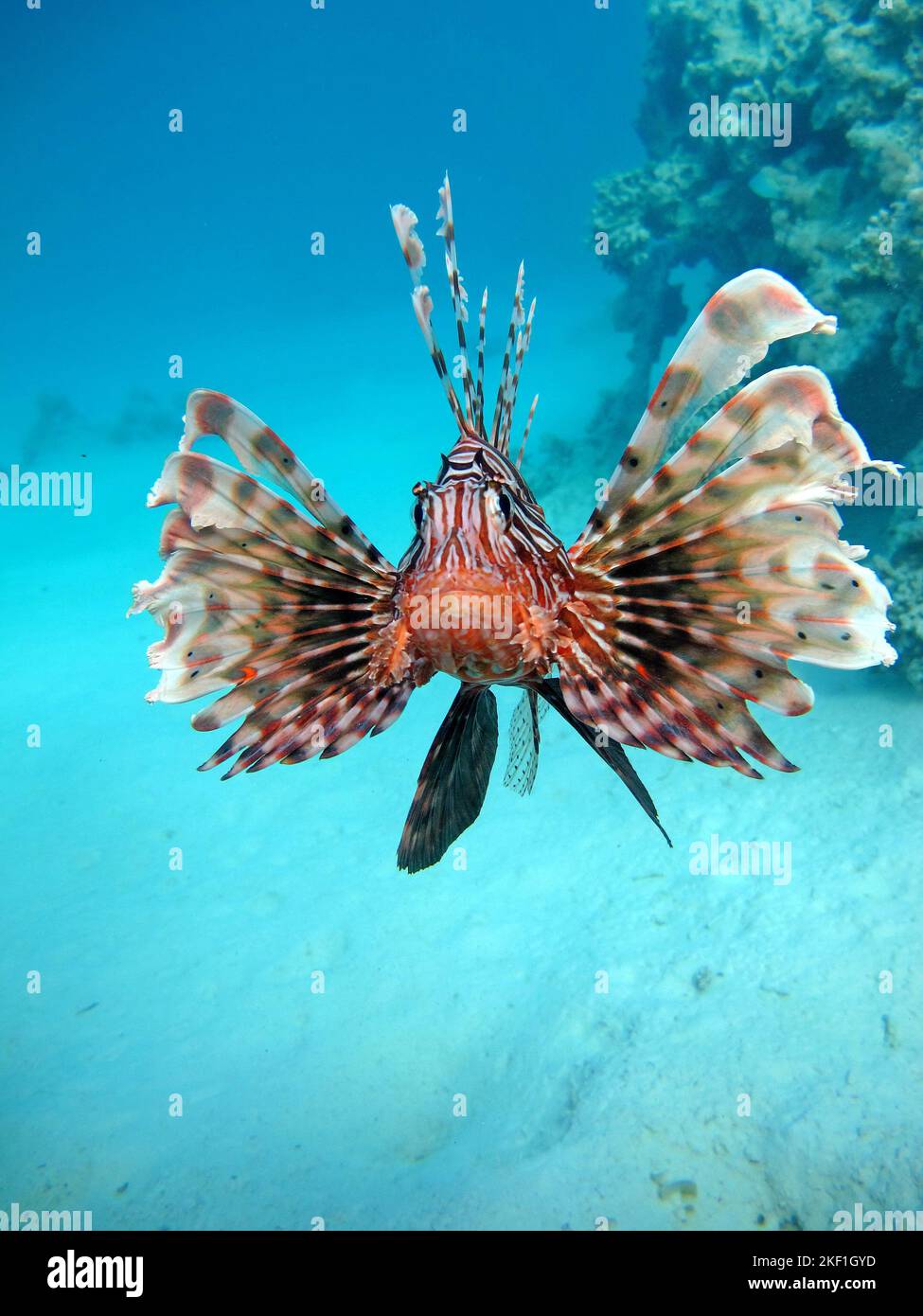 Pesce Leone nel Mar Rosso. Pesce Leone nel Mar Rosso in acqua blu chiaro a caccia di cibo . Pesce leone. Pesce - un tipo di pesce osso Osteichthyes. Scorpaen Foto Stock