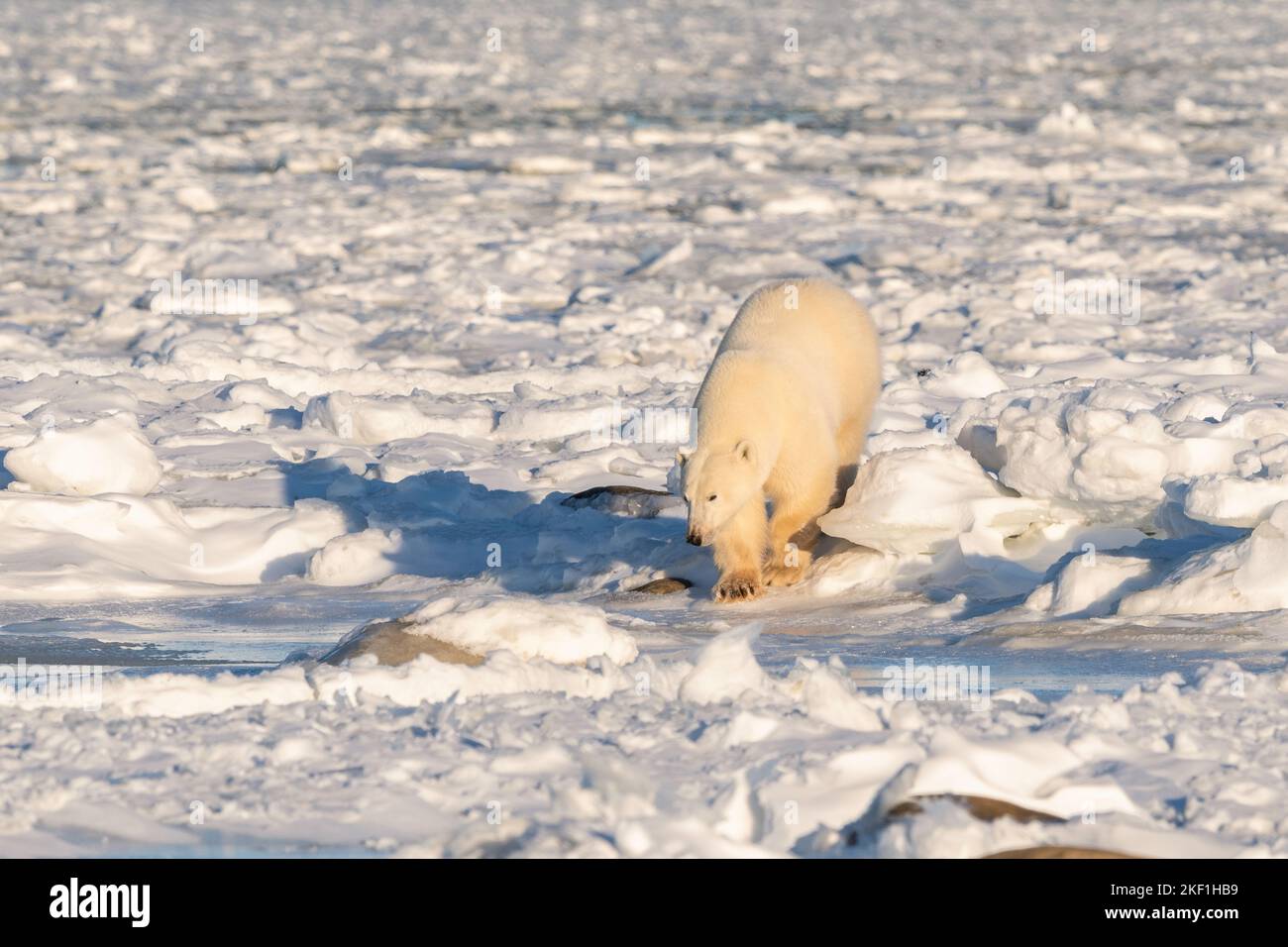 Orso polare sulla baia di Hudson, Churchill Foto Stock