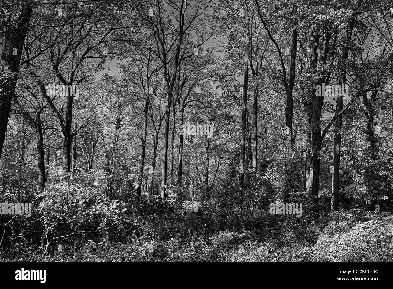 Foto in bianco e nero di un bosco o di una foresta dopo la stagione autunnale. Foto Stock